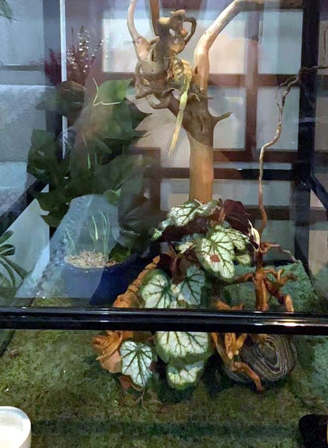 KERUIDENG Reptile Plants for Terrarium Decor,Amphibian Habitat Decor,Artificial Plants for Gecko Chameleon Snake Tortoise Tank Accessories with Base (Green heuchera micrantha) - Image 4